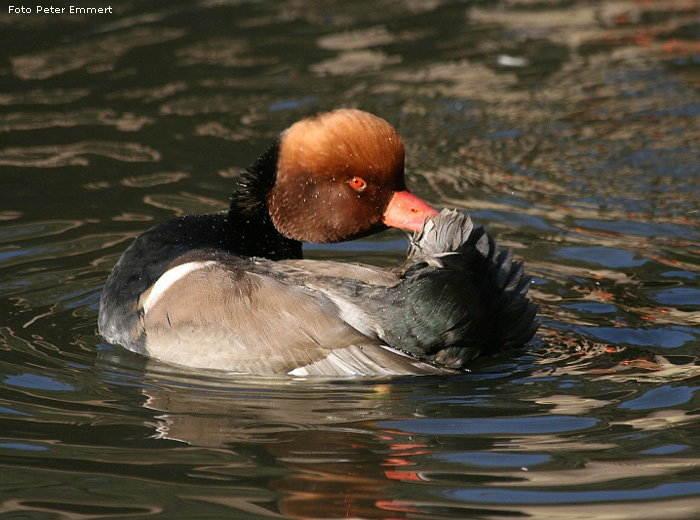 Kolbenente im Wuppertaler Zoo im Oktober 2007 (Foto Peter Emmert)