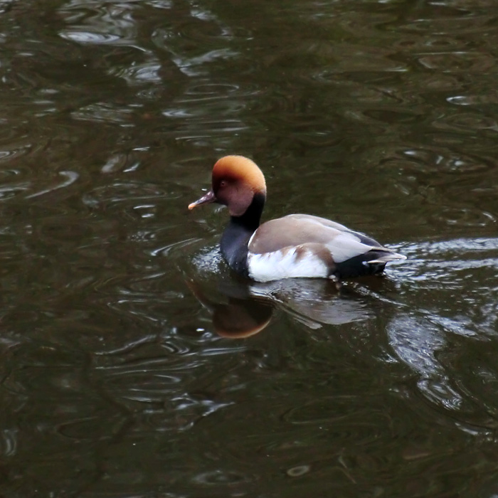 Kolbenente im Wuppertaler Zoo im März 2012