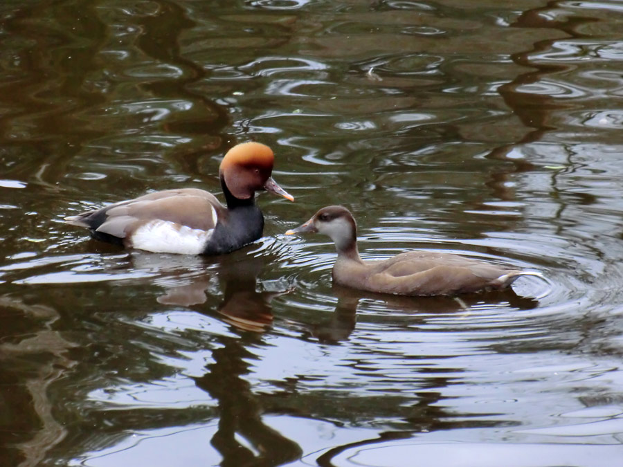 Kolbenenten im Zoologischen Garten der Stadt Wuppertal im März 2012