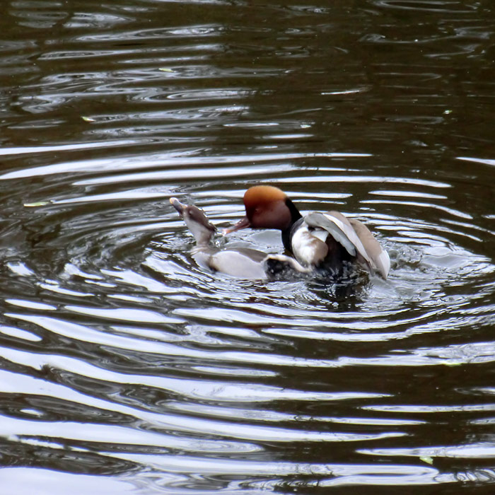 Paarende Kolbenenten im Wuppertaler Zoo im März 2012