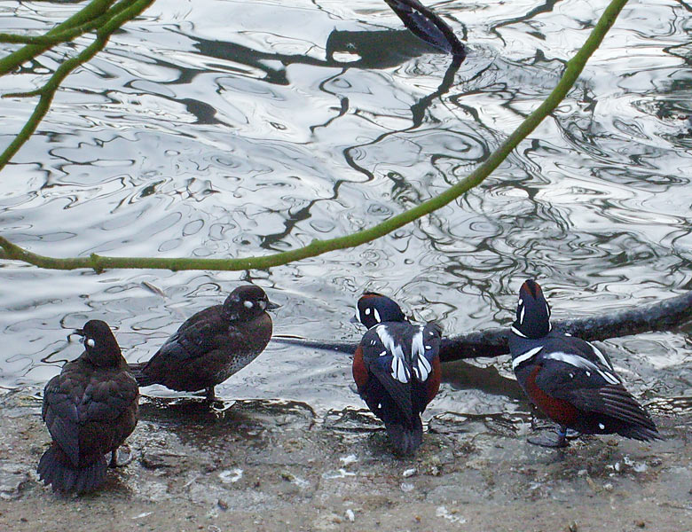 Kragenente im Wuppertaler Zoo im Dezember 2008