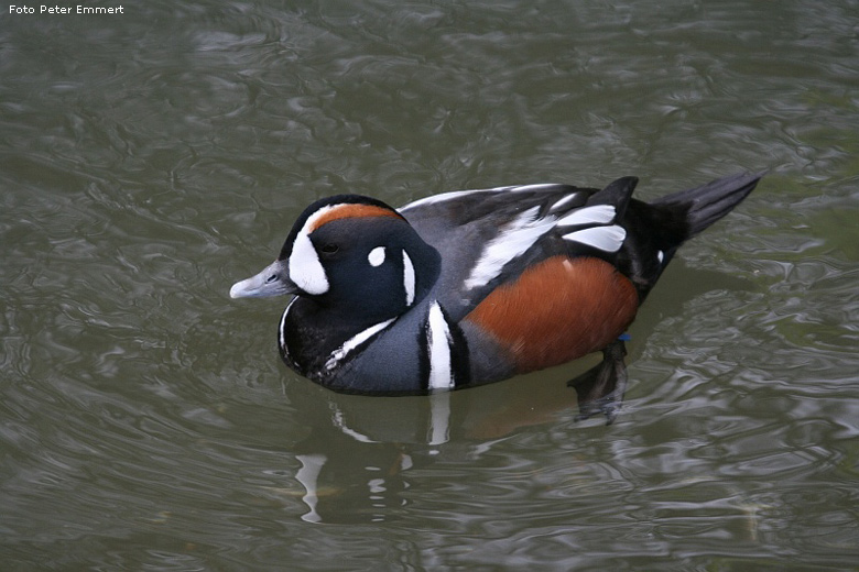 Männliche Kragenente im Zoo Wuppertal im April 2008 (Foto Peter Emmert)