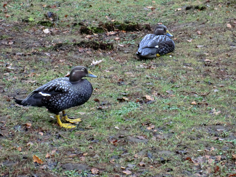 Langflügel-Dampfschiffenten im Zoo Wuppertal im März 2012