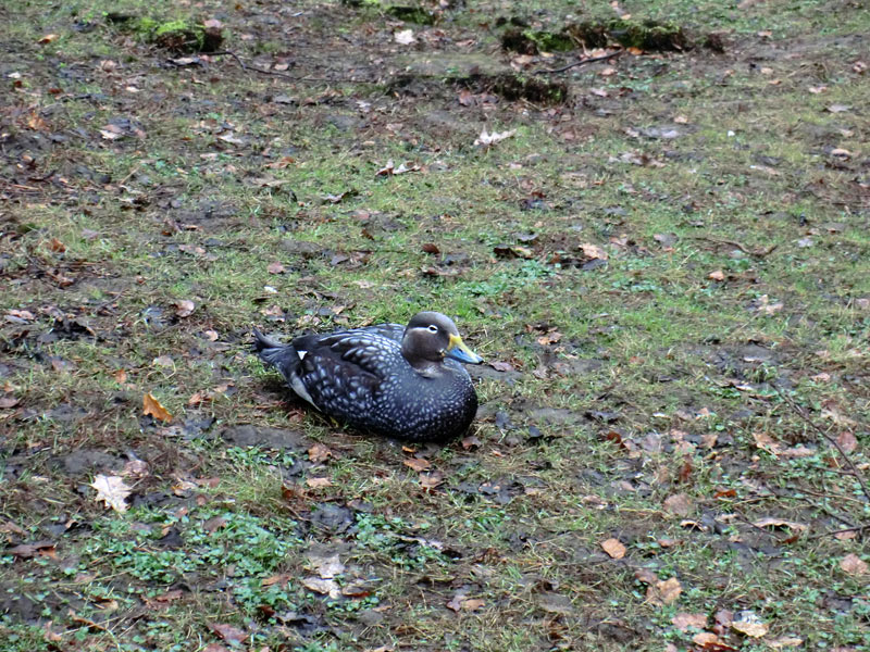 Langflügel-Dampfschiffente im Zoo Wuppertal im März 2012