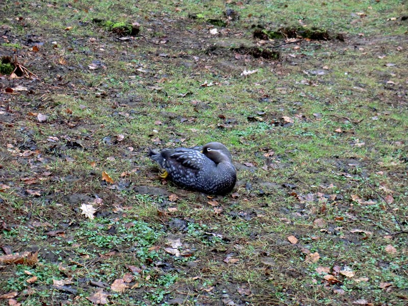 Langflügel-Dampfschiffente im Zoologischen Garten Wuppertal im März 2012