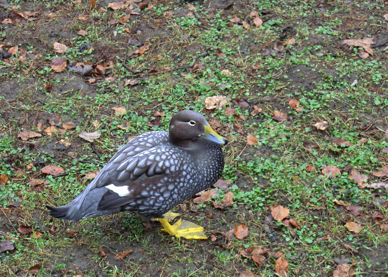 Langflügel-Dampfschiffente im Zoologischen Garten Wuppertal im März 2012