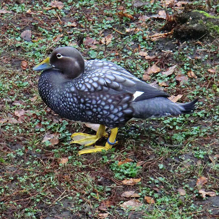 Langflügel-Dampfschiffente im Wuppertaler Zoo im März 2012