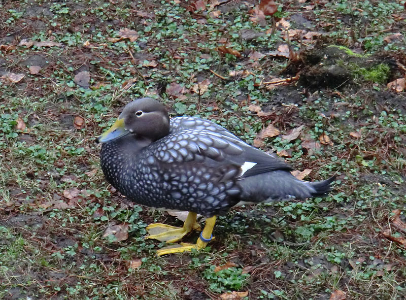 Langflügel-Dampfschiffente im Wuppertaler Zoo im März 2012