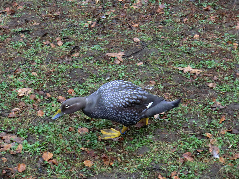 Langflügel-Dampfschiffente im Zoo Wuppertal im März 2012