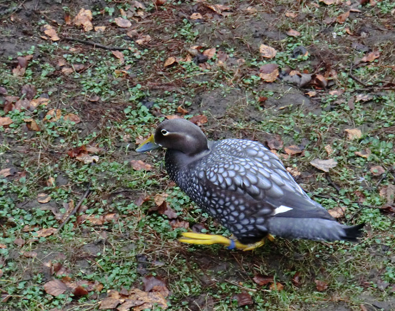 Langflügel-Dampfschiffente im Zoologischen Garten Wuppertal im März 2012