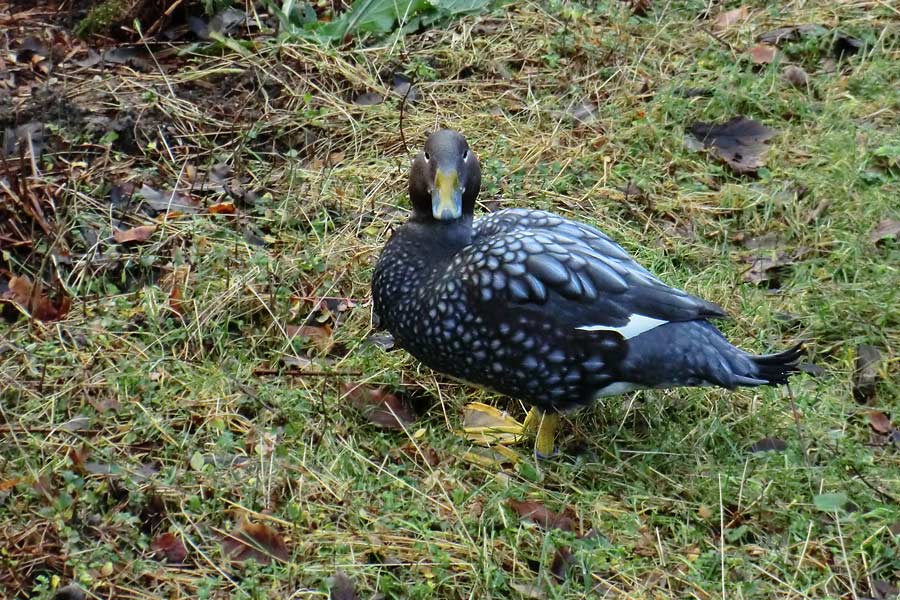 Langflügel-Dampfschiffente im Wuppertaler Zoo im Januar 2014