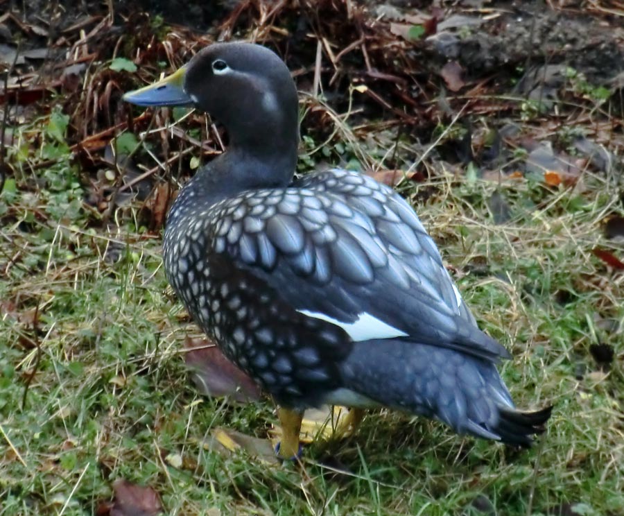 Langflügel-Dampfschiffente im Zoologischen Garten Wuppertal im Januar 2014