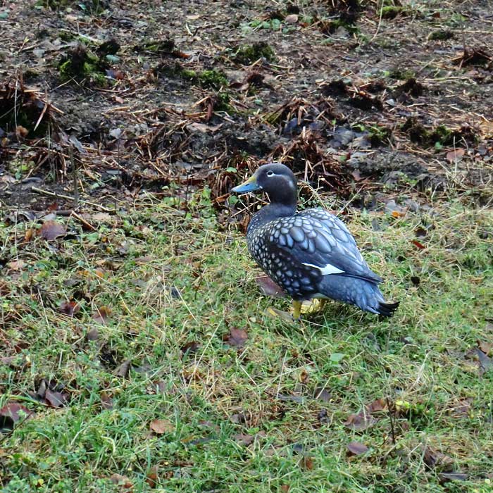 Langflügel-Dampfschiffente im Wuppertaler Zoo im Januar 2014