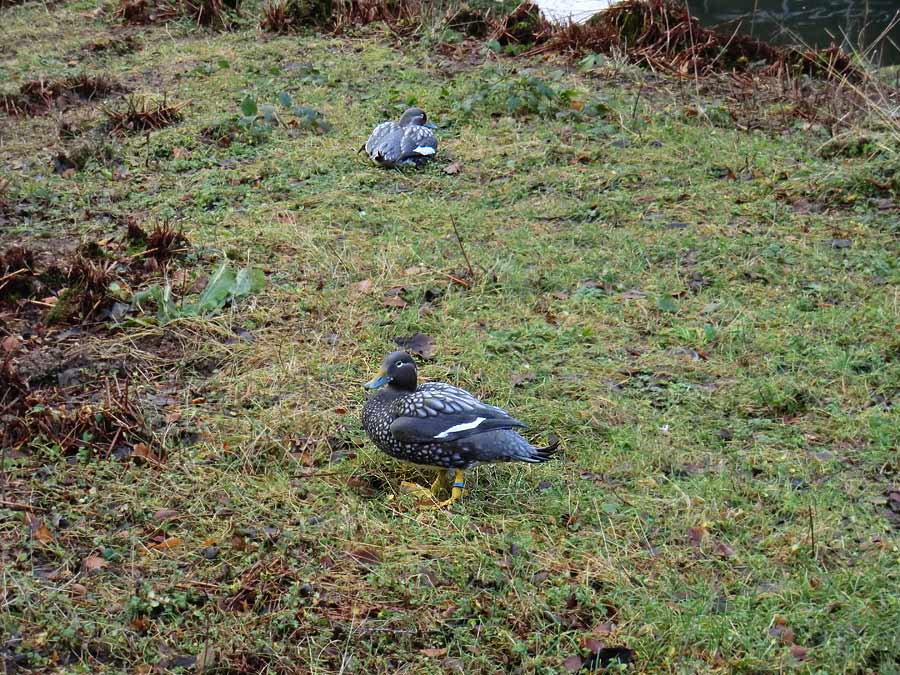 Langflügel-Dampfschiffenten im Zoo Wuppertal im Januar 2014