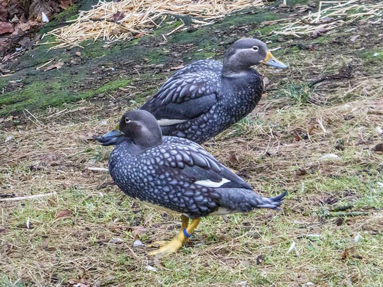 Langflügel-Dampfschiffenten-Paar am 29. Dezember 2018 auf der Außenanlage der Rosapelikane im Zoologischen Garten Wuppertal