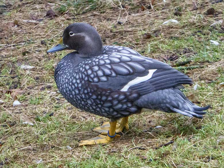 Langflügel-Dampfschiffente am 29. Dezember 2018 auf der Außenanlage der Rosapelikane im Zoo Wuppertal