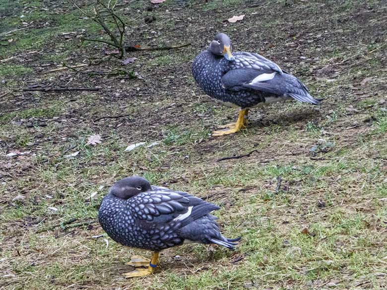 Langflügel-Dampfschiffenten-Paar am 29. Dezember 2018 auf der Außenanlage der Rosapelikane im Grünen Zoo Wuppertal