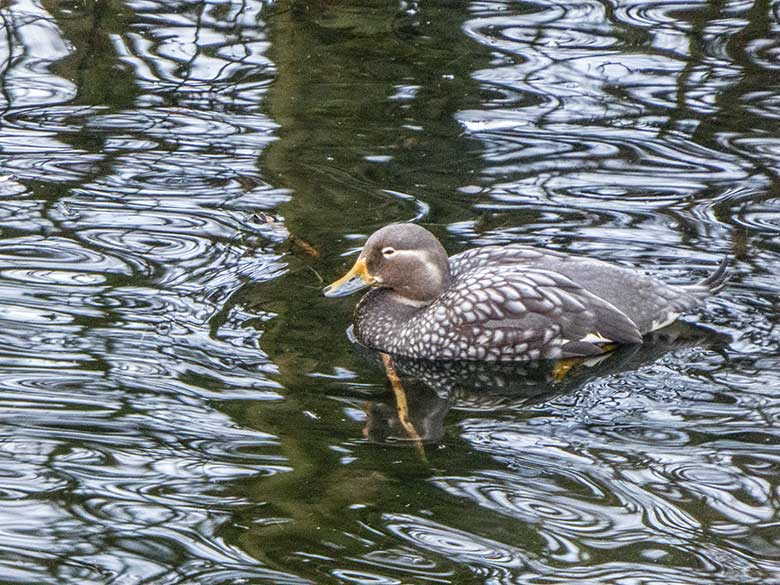 Langflügel-Dampfschiffente am 19. Januar 2019 auf dem Teich der Anlage für Rosapelikane im Zoologischen Garten Wuppertal