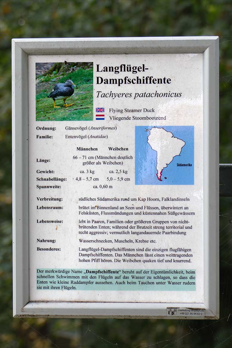 Ausschilderung Langflügel-Dampfschiffente am 16. September 2020 an der Außenanlage der Rosapelikane im Wuppertaler Zoo