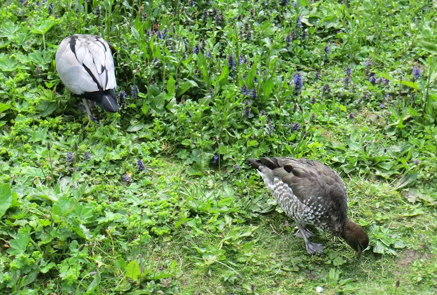 Mähnengans Pärchen im Wuppertaler Zoo im Mai 2013