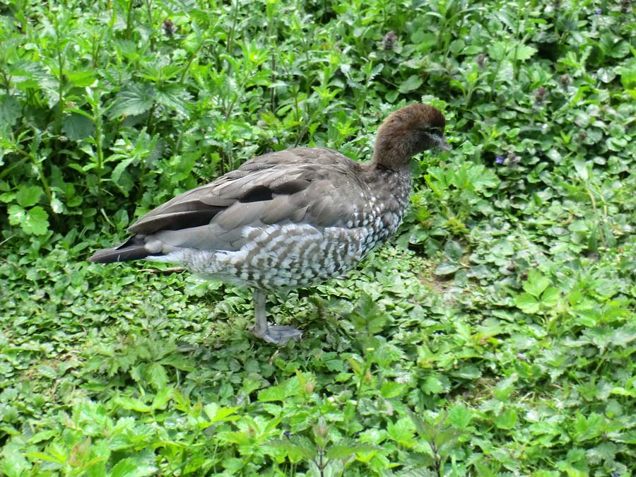 Mähnengans Weibchen im Zoologischen Garten Wuppertal im Mai 2013