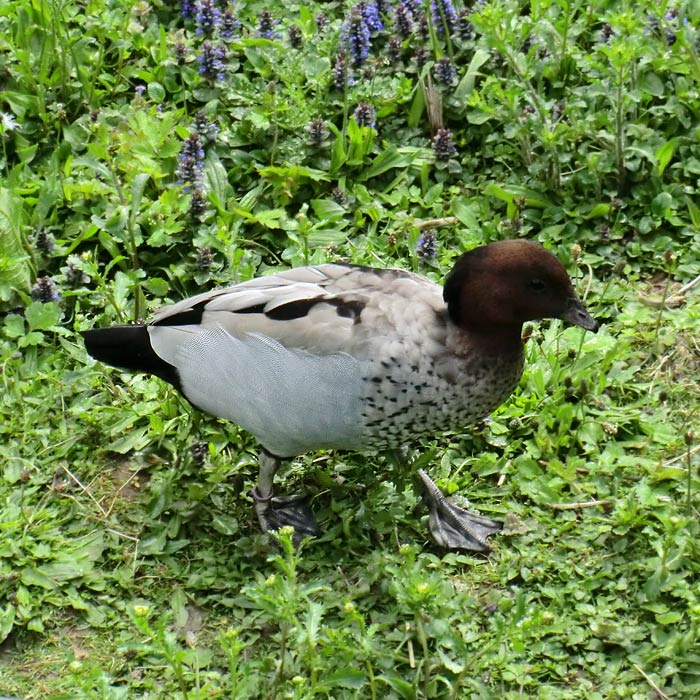 Mähnengans Männchen im Wuppertaler Zoo im Mai 2013