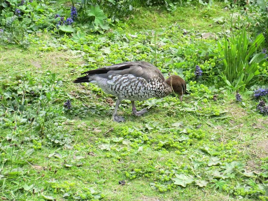 Mähnengans Weibchen im Zoologischen Garten Wuppertal im Mai 2013