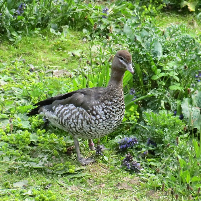 Mähnengans Weibchen im Wuppertaler Zoo im Mai 2013