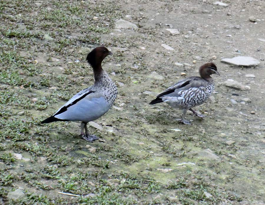 Männliche und weibliche Mähnengans im Zoo Wuppertal im Mai 2013