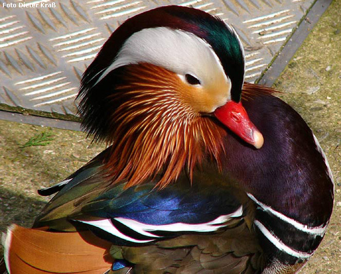 Mandarinente im Wuppertaler Zoo im April 2008 (Foto Dieter Kraß)