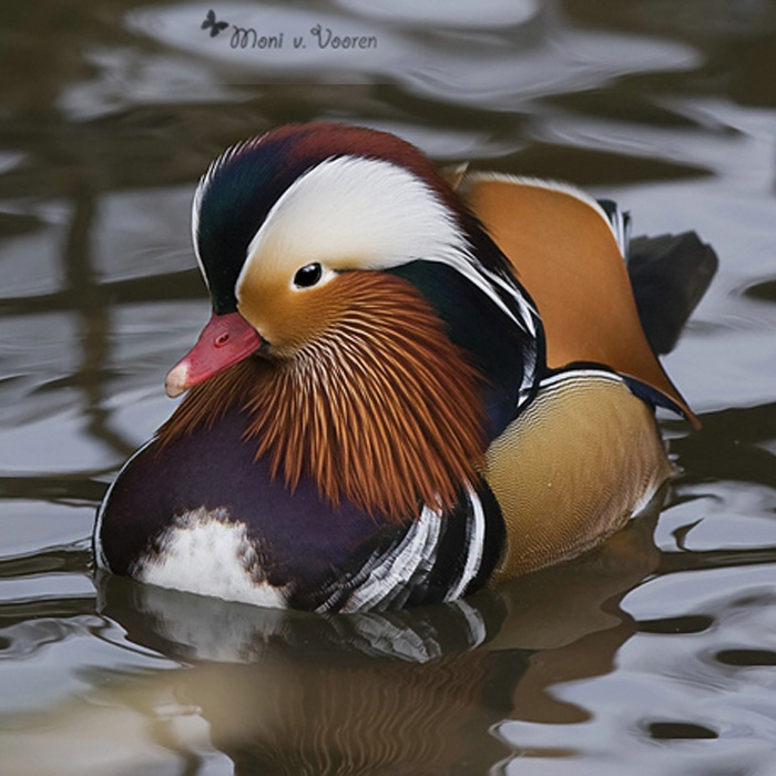 Mandarinente im Wuppertaler Zoo (Foto Moni von Vooren)