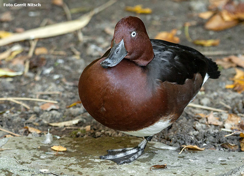 Moorente am 18. Oktober 2017 im Zoologischen Garten der Stadt Wuppertal (Foto Gerrit Nitsch)