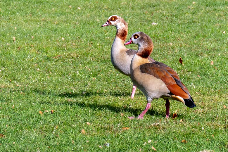 Zwei Nilgänse am 12. Februar 2025 auf dem Rasen des Blumenrondells im Grünen Zoo Wuppertal