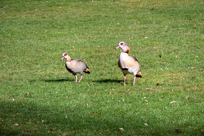 Zwei Nilgänse am 12. Februar 2025 auf dem Rasen des Blumenrondells im Wuppertaler Zoo