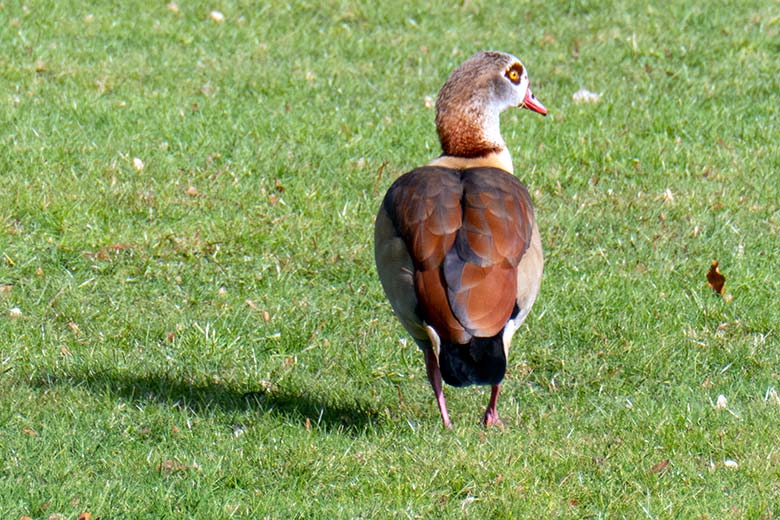 Nilgans am 12. Februar 2025 auf dem Rasen des Blumenrondells im Zoologischen Garten Wuppertal