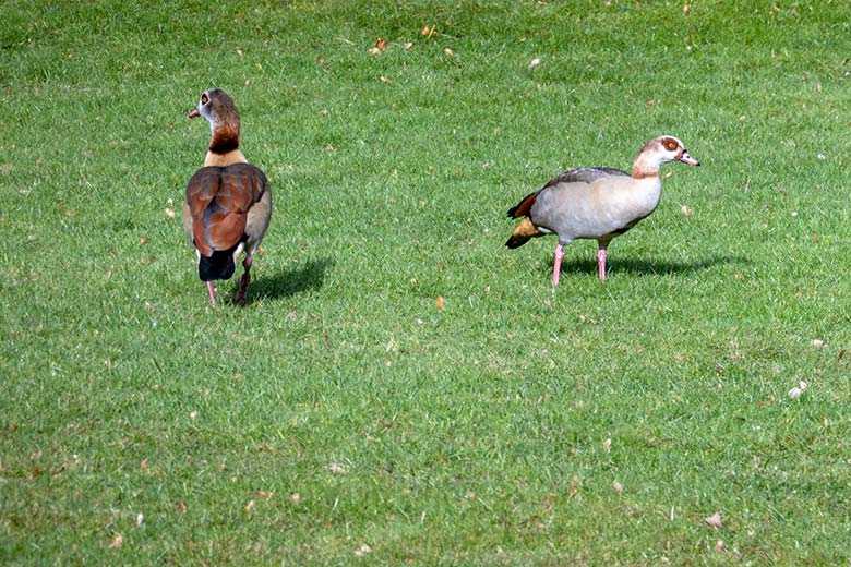 Zwei Nilgänse am 12. Februar 2025 auf dem Rasen des Blumenrondells im Zoo Wuppertal