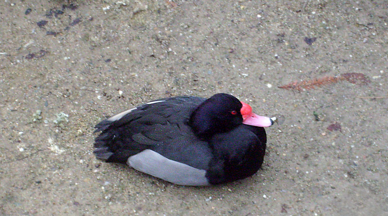 Peposakaente im Zoologischen Garten der Stadt Wuppertal im Januar 2009