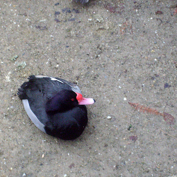 Peposakaente im Wuppertaler Zoo im Januar 2009