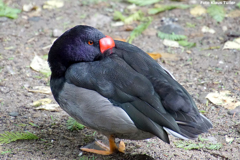 Peposakaente am 30. September 2019 am Wassergeflügel-Teich in der Nähe des Blumenrondells im Grünen Zoo Wuppertal (Foto Klaus Tüller)