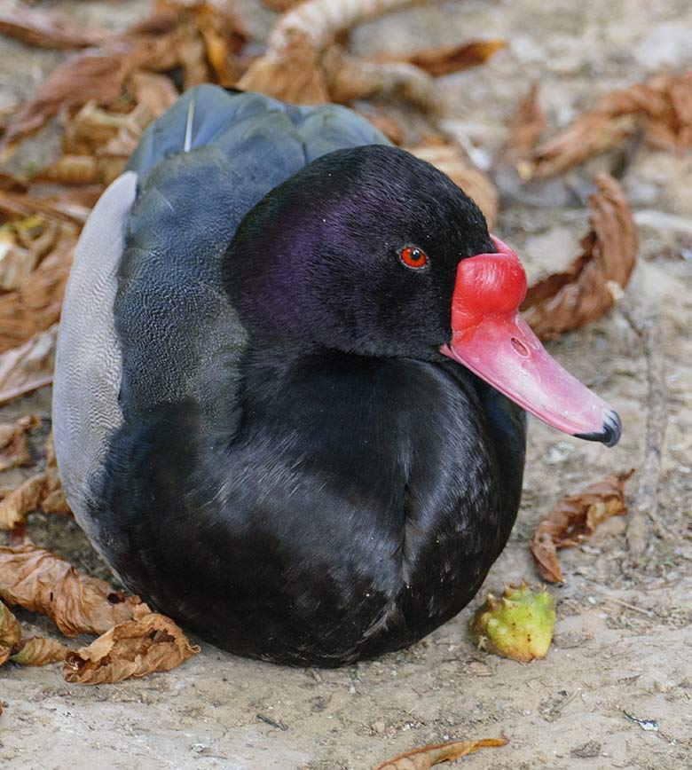 Peposakaenten-Erpel am 17. September 2020 auf der Außenanlage am Teich für Wassergeflügel in der Nähe des Blumen-Rondells im Wuppertaler Zoo