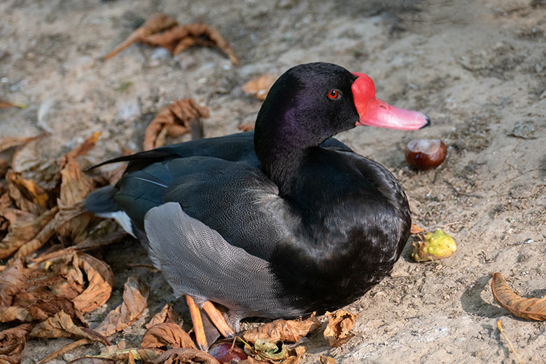 Männliche Peposakaente am 17. September 2020 auf der Außenanlage am Teich für Wassergeflügel in der Nähe des Blumen-Rondells im Grünen Zoo Wuppertal