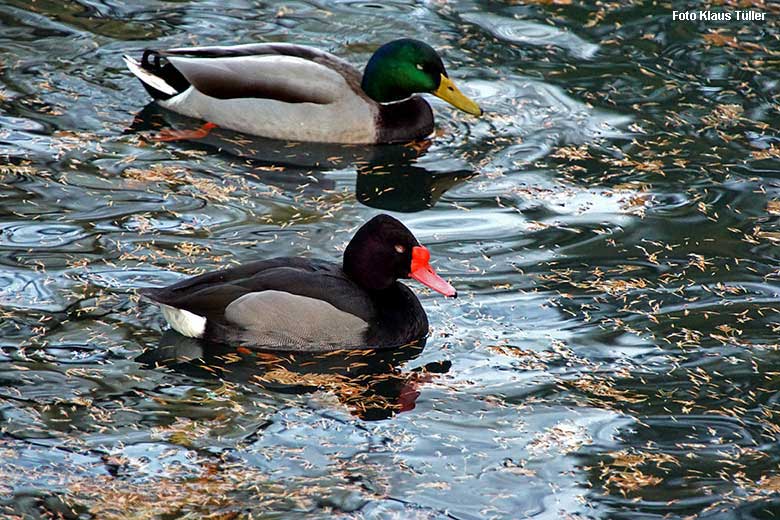 Männliche Peposakaente und wild im Zoo lebende männliche Stockente (hinten) am 18. November 2021 auf dem Teich für Wassergeflügel im Grünen Zoo Wuppertal (Foto Klaus Tüller)