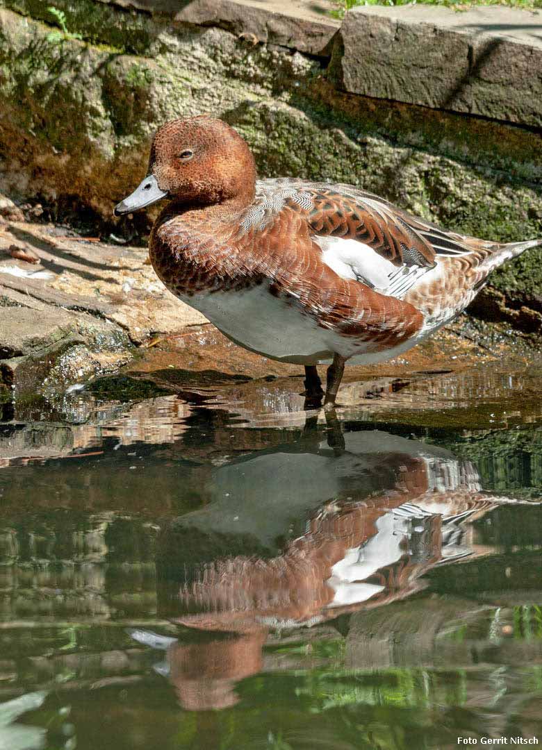 Pfeifenten-Weibchen am 13. Juli 2018 am Großen Teich im Zoo Wuppertal (Foto Gerrit Nitsch)