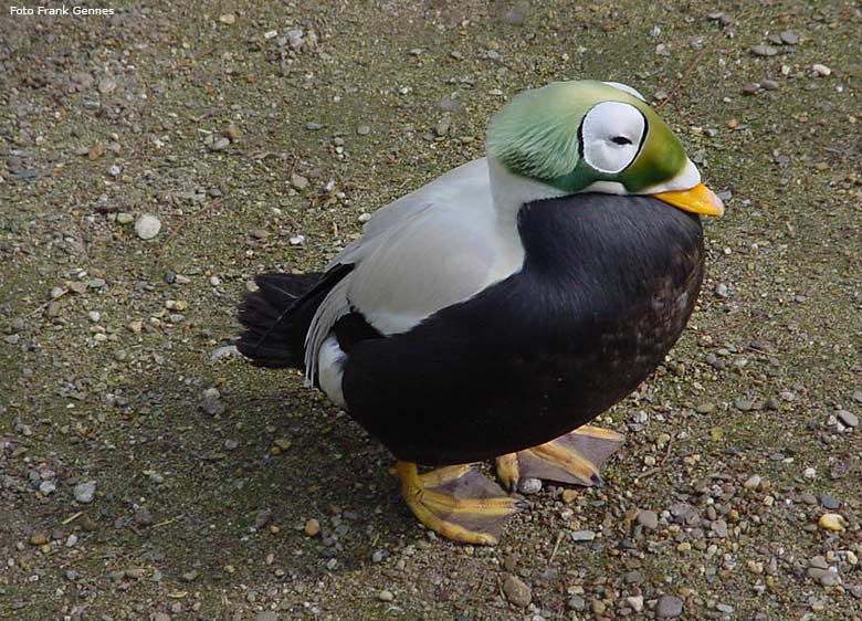 Plüschkopfente im Zoo Wuppertal im April 2006 (Foto Frank Gennes)