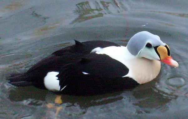 Prachteiderente im Wuppertaler Zoo im Dezember 2008