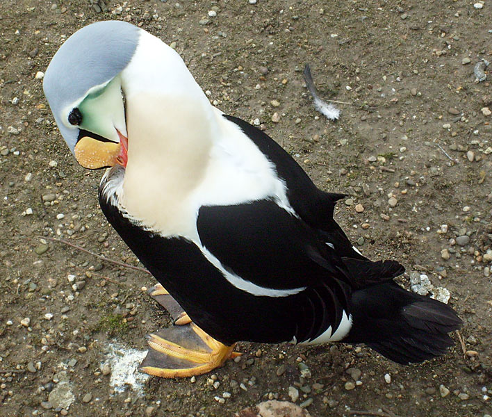 Prachteiderente im Zoologischen Garten Wuppertal im März 2009