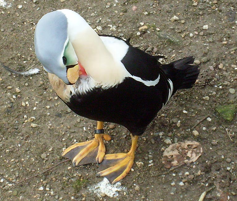 Prachteiderente im Wuppertaler Zoo im März 2009