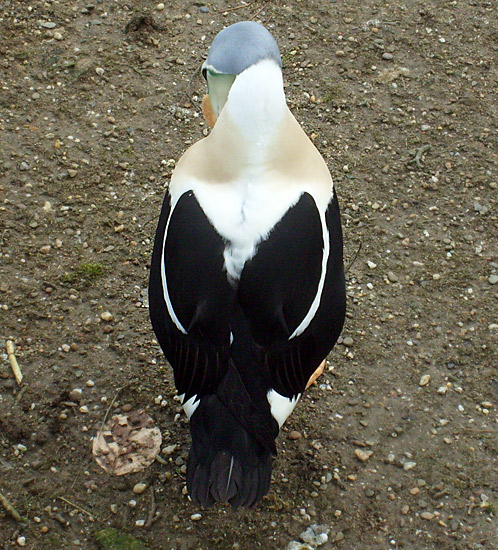 Prachteiderente im Zoo Wuppertal im März 2009