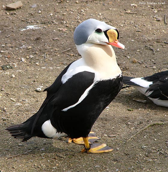 Prachteiderente im Zoologischen Garten Wuppertal im März 2008 (Foto Dieter Kraß)