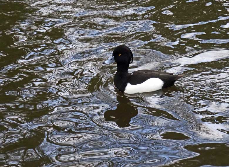 Reiherente (Aythya fuligula) am 10. April 2016 im Grünen Zoo Wuppertal